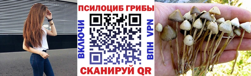 купить наркотики цена Данилов Галлюциногенные грибы MAGIC MUSHROOMS